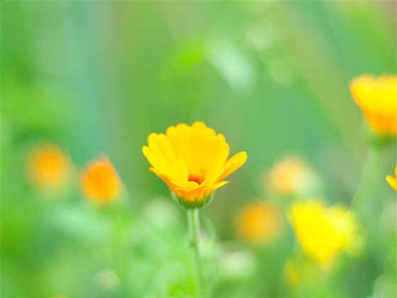 上海生物芯片公司(上海生物芯片公司怎么样)